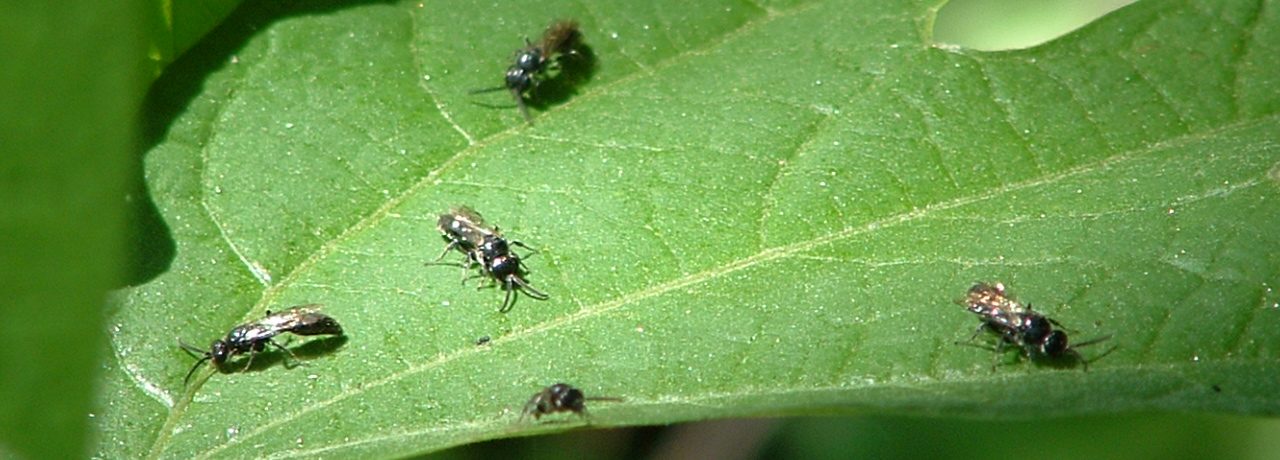 Tiphia Adults