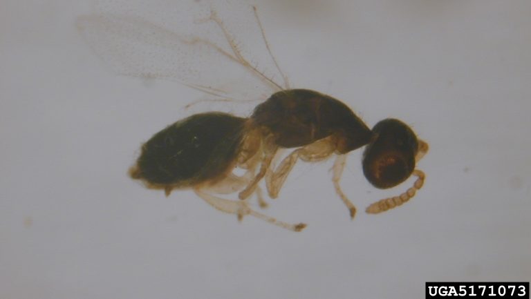 Fig Wasp