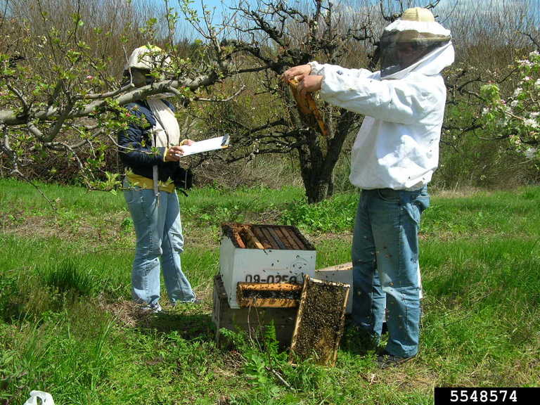Examining Beehive